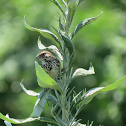 Song Sparrow