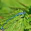 Azure Damselfly