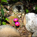 Ice Plant, Livingston Daisy, Mesembs