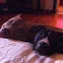 American Pitt bull terrior