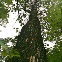 Ash tree