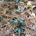 Striped Prince's Pine