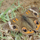 Common Buckeye Butterfly