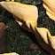 Stereum ostrea