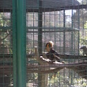 Hornbill
