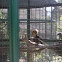Hornbill