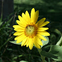 Bumble Bee