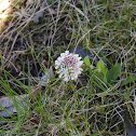 Alpine Pennygrass