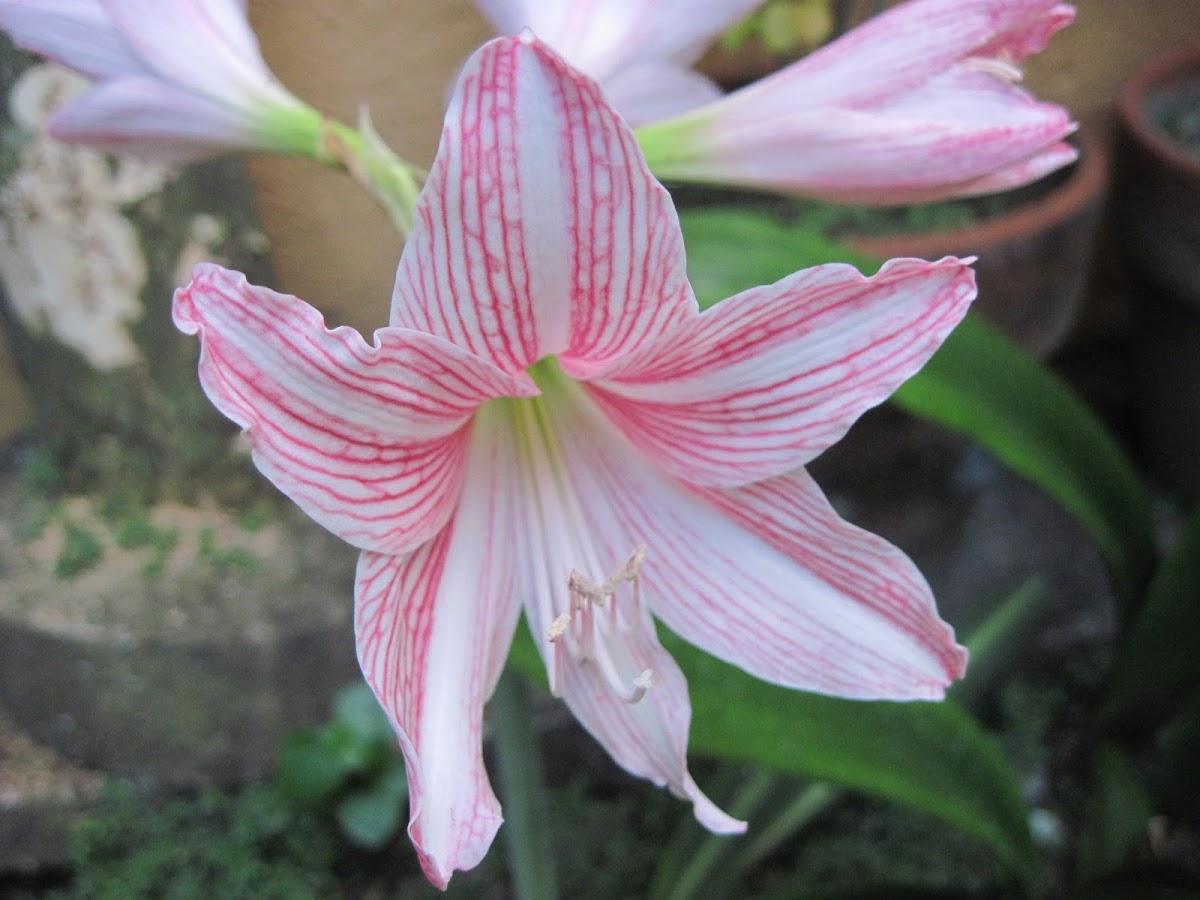 Amaryllis