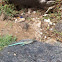 Aruban Whiptail Lizard