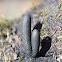 Dead Man's Fingers