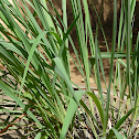 lemon grass plant