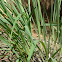 lemon grass plant