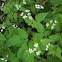 Aniseroot or something like it