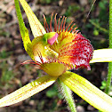 Carbunup King Spider Orchid