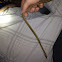 Thamnophis sauritus sackenii