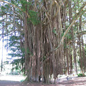 Indian Banyan