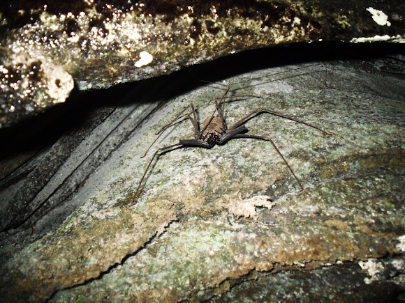 Spotting Image 1