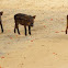 Wild boar