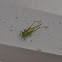Grasshopper