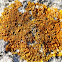 common orange lichen, yellow scale, maritime sunburst lichen