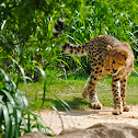 Cheetah