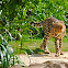 Cheetah