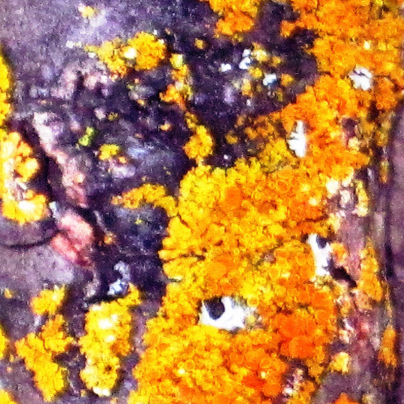 Spotting Image 1