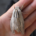 Moth