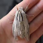 Moth