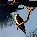 Osprey
