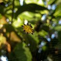 spiny-backed orbweaver