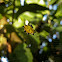 spiny-backed orbweaver