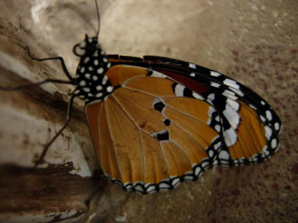 Spotting Image 1