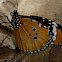 Danaus chrysippus