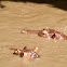 Hippopotamus