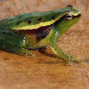 Pygmy Hatchet-Faced Treefrog