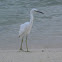 Little blue heron