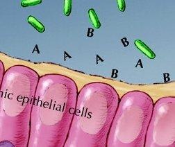 [bacteriagut4.jpg]