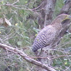 Fasciated Tiger Heron