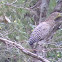 Fasciated Tiger Heron