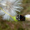 Immature Stink Bug 