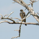 Merlin