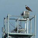 Osprey