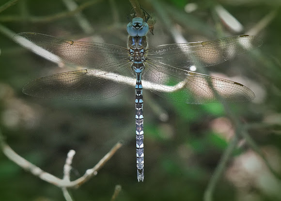 Spotting Image 1
