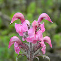 Bird's-beak Lousewort