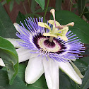 True Passionflower
