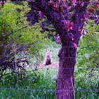 Red Fox