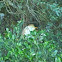 Cattle Egret
