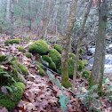 Moss
